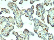 Immunohistochemistry (Formalin/PFA-fixed paraffin-embedded sections) - Anti-Moesin antibody [MSN/492] - BSA and Azide free (AB215840)