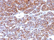 Immunohistochemistry (Formalin/PFA-fixed paraffin-embedded sections) - Anti-Moesin antibody [MSN/492] - BSA and Azide free (AB215840)