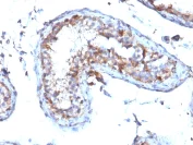 Immunohistochemistry (Formalin/PFA-fixed paraffin-embedded sections) - Anti-Moesin antibody [MSN/492] - BSA and Azide free (AB215840)