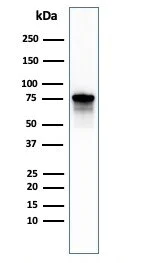 Western blot - Anti-Moesin antibody [MSN/492] - BSA and Azide free (AB215840)