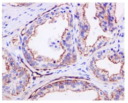 Immunohistochemistry (Formalin/PFA-fixed paraffin-embedded sections) - Anti-Moesin (phospho T558) antibody [EPR2371(2)] (AB177943)