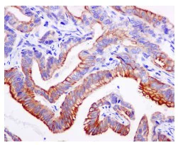 Immunohistochemistry (Formalin/PFA-fixed paraffin-embedded sections) - Anti-Moesin (phospho T558) antibody [EPR2371(2)] (AB177943)
