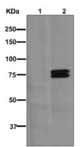 Western blot - Anti-Moesin (phospho T558) antibody [EPR2371(2)] - BSA and Azide free (AB246834)