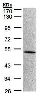 Western blot - Anti-MOK protein kinase antibody (AB154759)