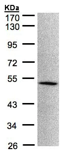 Western blot - Anti-MOK protein kinase antibody (AB154759)