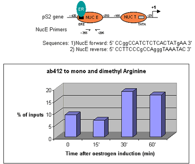 ChIP - Anti-mono and dimethyl Arginine antibody [7E6] (AB412), expandable thumbnail