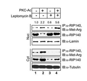 Immunoprecipitation - Anti-mono and dimethyl Arginine antibody [7E6] (AB412), expandable thumbnail