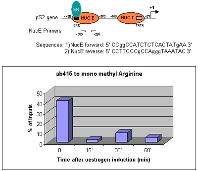 ChIP - Anti-mono methyl Arginine antibody [5D1] (AB415)