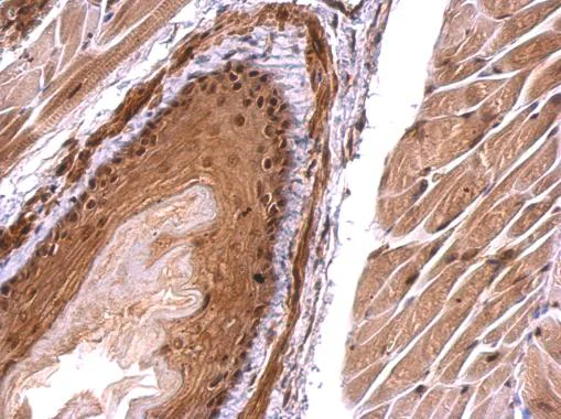 Immunohistochemistry (Formalin/PFA-fixed paraffin-embedded sections) - Anti-Monoacylglycerol Lipase/MGL antibody (AB228598)