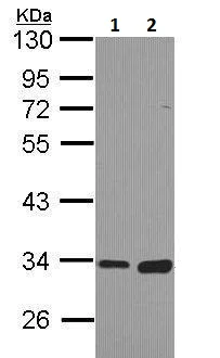 Western blot - Anti-Monoacylglycerol Lipase/MGL antibody (AB228598)