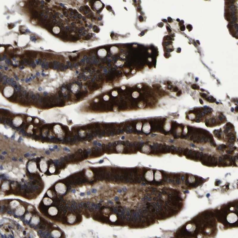 Immunohistochemistry (Formalin/PFA-fixed paraffin-embedded sections) - Anti-Monoacylglycerol Lipase/MGL antibody (AB246902)