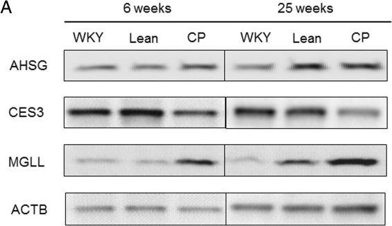 Anti-Monoacylglycerol Lipase/MGL antibody