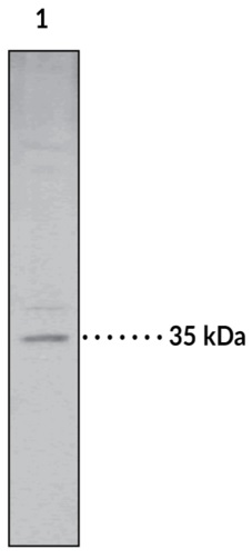 Western blot - Anti-Monoacylglycerol Lipase/MGL antibody (AB24701)