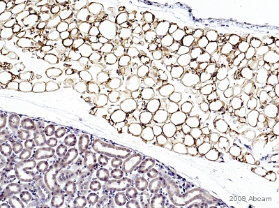 Immunohistochemistry (Formalin/PFA-fixed paraffin-embedded sections) - Anti-Monoacylglycerol Lipase/MGL antibody (AB77398)