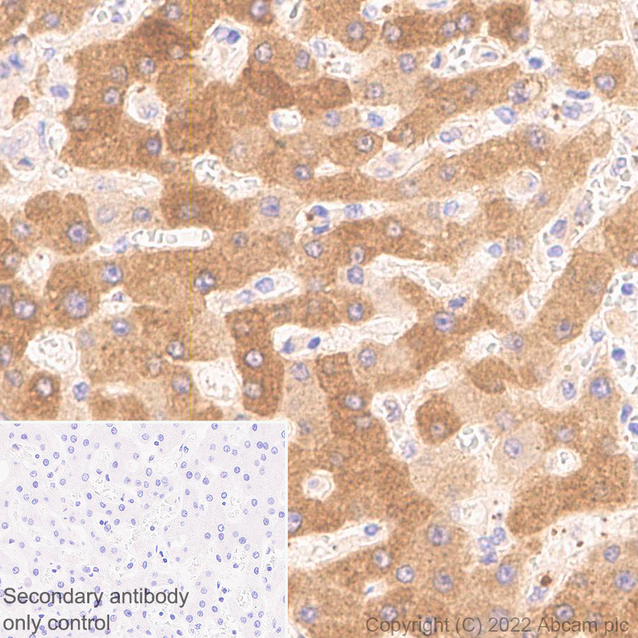 Immunohistochemistry - Anti-Monoacylglycerol Lipase/MGL antibody [EPR26936-12] (AB307162), expandable thumbnail