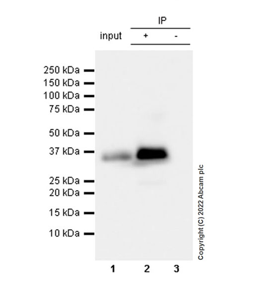 Immunoprecipitation - Anti-Monoacylglycerol Lipase/MGL antibody [EPR26936-12] (AB307162), expandable thumbnail