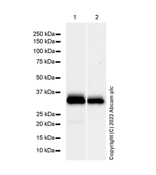 Western blot - Anti-Monoacylglycerol Lipase/MGL antibody [EPR26936-12] (ab307162), expandable thumbnail
