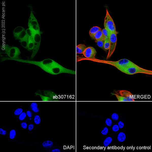 Immunocytochemistry/ Immunofluorescence - Anti-Monoacylglycerol Lipase/MGL antibody [EPR26936-12] - BSA and Azide free (AB307163)