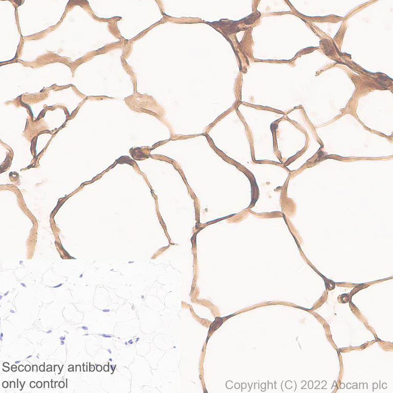 Immunohistochemistry - Anti-Monoacylglycerol Lipase/MGL antibody [EPR26936-12] - BSA and Azide free (AB307163)
