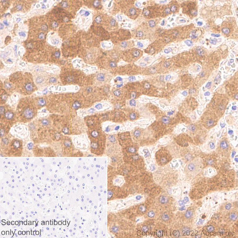 Immunohistochemistry - Anti-Monoacylglycerol Lipase/MGL antibody [EPR26936-12] - BSA and Azide free (AB307163)