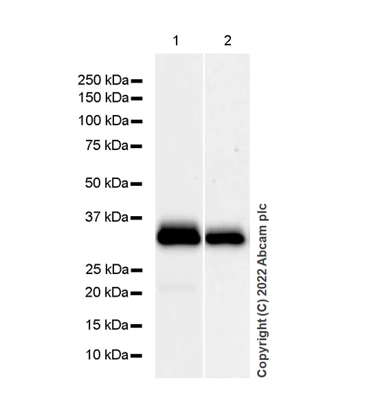 Western blot - Anti-Monoacylglycerol Lipase/MGL antibody [EPR26936-12] - BSA and Azide free (AB307163)