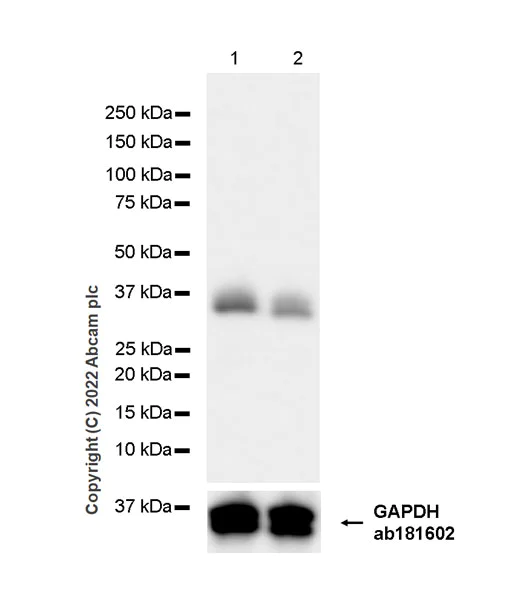 Western blot - Anti-Monoacylglycerol Lipase/MGL antibody [EPR26936-12] - BSA and Azide free (AB307163)
