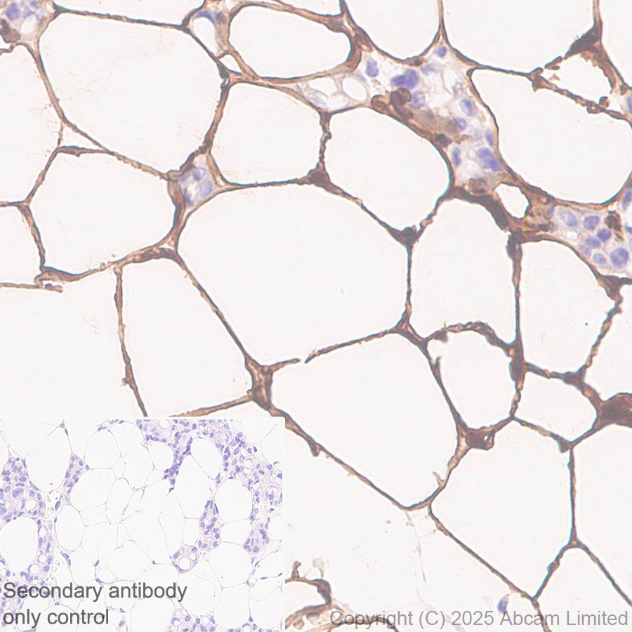 Immunohistochemistry (Formalin/PFA-fixed paraffin-embedded sections) - Anti- Monoacylglycerol Lipase/MGL antibody [EPR29806-56] (AB324104), expandable thumbnail