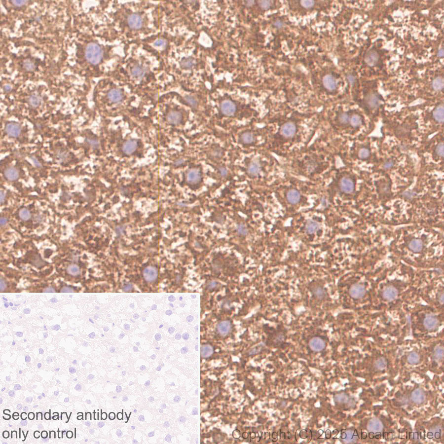 Immunohistochemistry (Formalin/PFA-fixed paraffin-embedded sections) - Anti- Monoacylglycerol Lipase/MGL antibody [EPR29806-56] (AB324104), expandable thumbnail