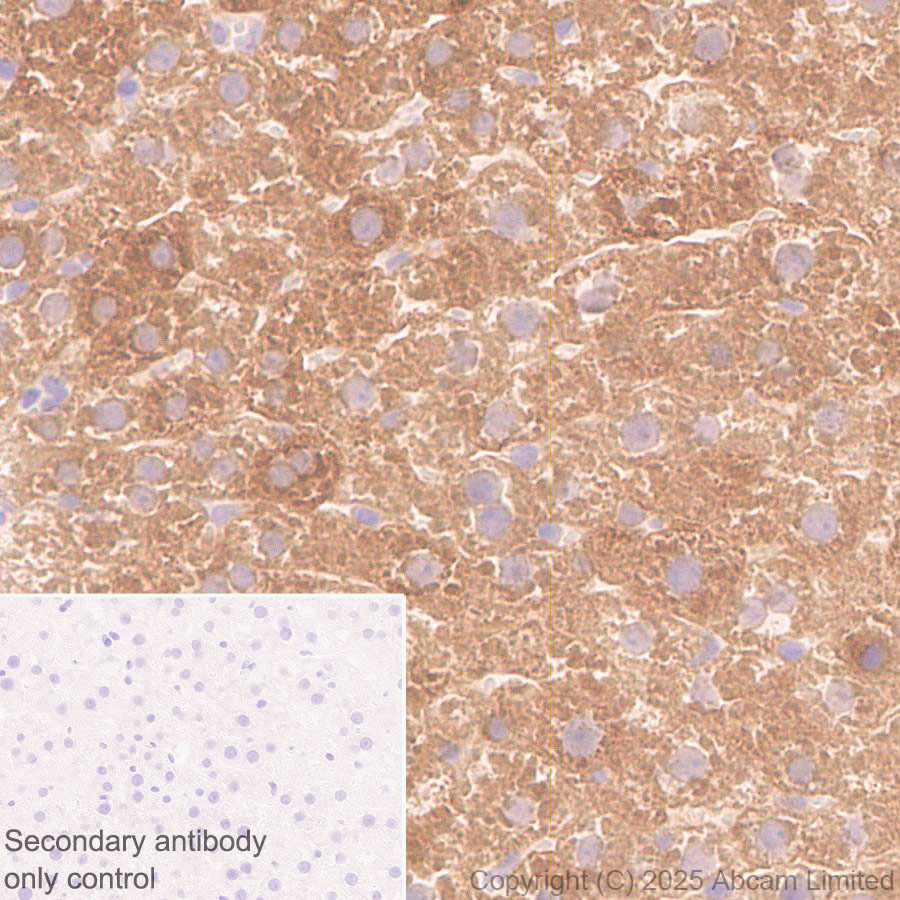 Immunohistochemistry (Formalin/PFA-fixed paraffin-embedded sections) - Anti- Monoacylglycerol Lipase/MGL antibody [EPR29806-56] (AB324104), expandable thumbnail