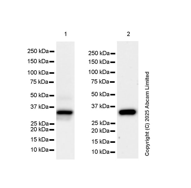 Western blot - Anti- Monoacylglycerol Lipase/MGL antibody [EPR29806-56] (ab324104), expandable thumbnail
