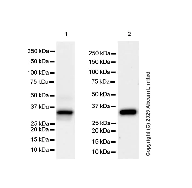 Western blot - Anti- Monoacylglycerol Lipase/MGL antibody [EPR29806-56] (AB324104)