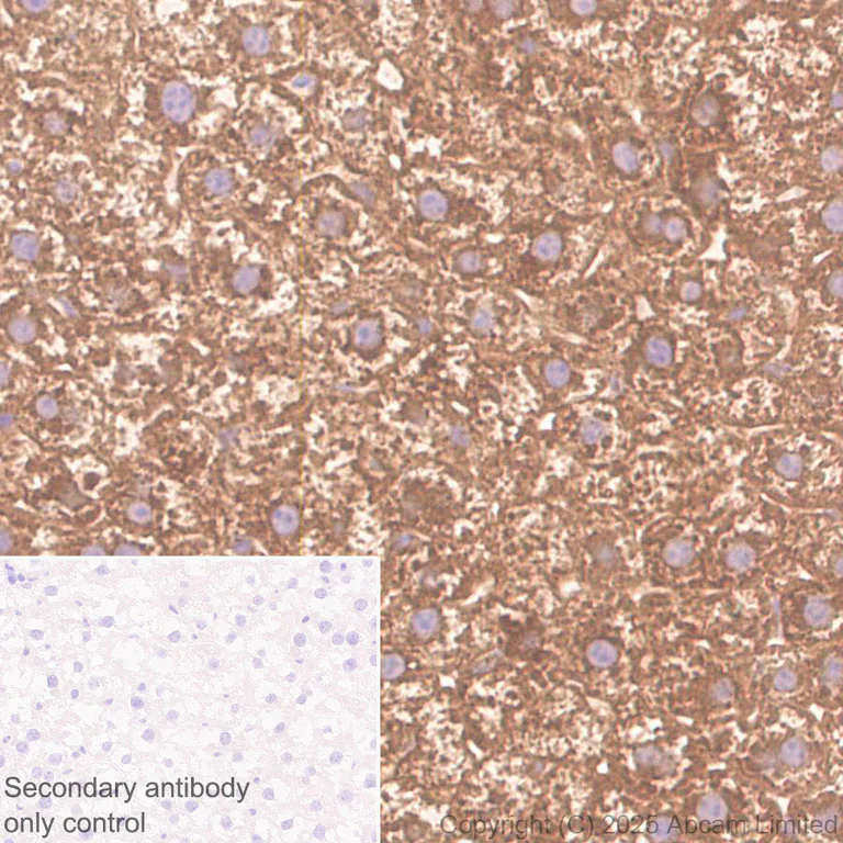 Immunohistochemistry (Formalin/PFA-fixed paraffin-embedded sections) - Anti-Monoacylglycerol Lipase/MGL antibody [EPR29806-56] - BSA and Azide free (AB324239)