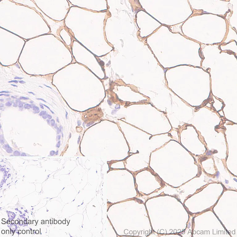 Immunohistochemistry (Formalin/PFA-fixed paraffin-embedded sections) - Anti-Monoacylglycerol Lipase/MGL antibody [EPR29806-56] - BSA and Azide free (AB324239)