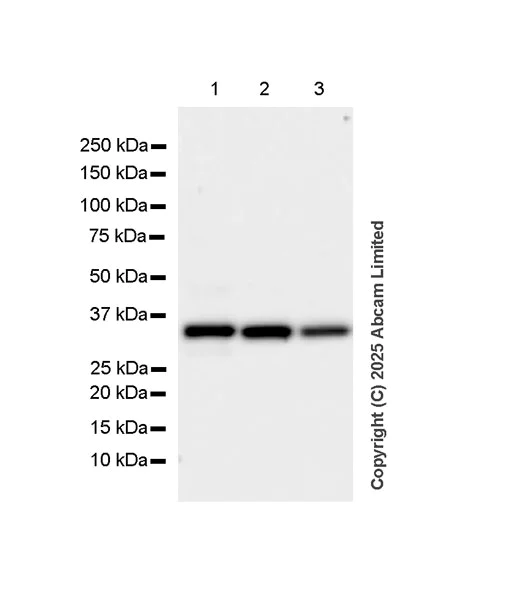 Western blot - Anti-Monoacylglycerol Lipase/MGL antibody [EPR29806-56] - BSA and Azide free (AB324239)