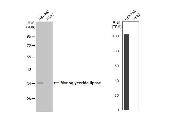Western blot - Anti-Monoacylglycerol Lipase/MGL antibody [HL1938] - BSA and Azide free (AB313867), expandable thumbnail