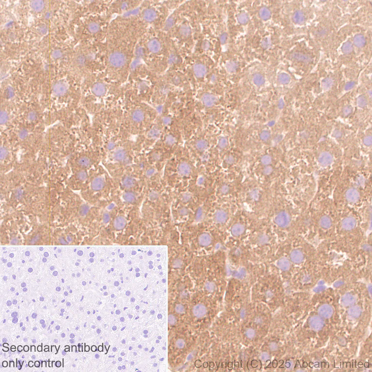 Immunohistochemistry (Formalin/PFA-fixed paraffin-embedded sections) - Anti-Monoacylglycerol Lipase/MGL antibody [RM1358] (AB325000)