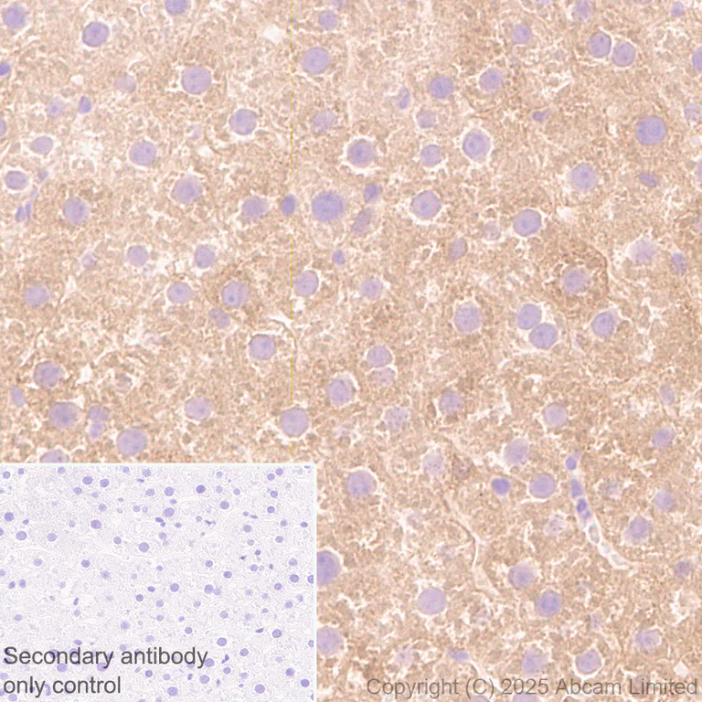 Immunohistochemistry (Formalin/PFA-fixed paraffin-embedded sections) - Anti-Monoacylglycerol Lipase/MGL antibody [RM1358] (AB325000)
