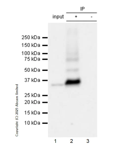 Immunoprecipitation - Anti-Monoacylglycerol Lipase/MGL antibody [RM1358] (AB325000)