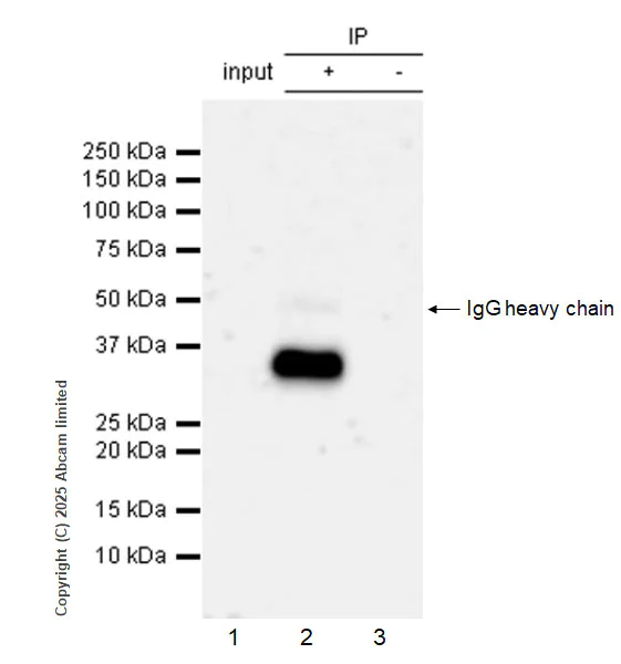Immunoprecipitation - Anti-Monoacylglycerol Lipase/MGL antibody [RM1358] (AB325000)