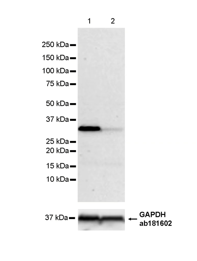 Western blot - Anti-Monoacylglycerol Lipase/MGL antibody [RM1358] (AB325000)
