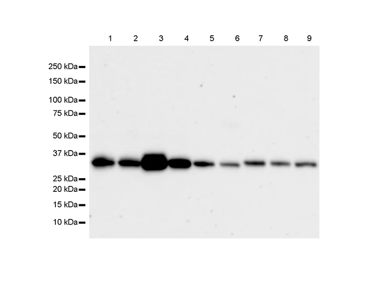 Western blot - Anti-Monoacylglycerol Lipase/MGL antibody [RM1358] (AB325000)