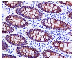 Immunohistochemistry (Formalin/PFA-fixed paraffin-embedded sections) - Anti-Monoamine Oxidase A/MAO-A antibody [EPR7101] (AB126751)
