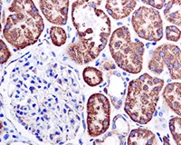 Immunohistochemistry (Formalin/PFA-fixed paraffin-embedded sections) - Anti-Monoamine Oxidase A/MAO-A antibody [EPR7101] (AB126751)