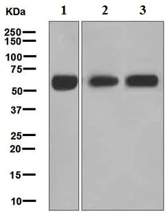 Western blot - Anti-Monoamine Oxidase A/MAO-A antibody [EPR7101] (AB126751)