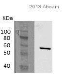 Western blot - Anti-Monoamine Oxidase A/MAO-A antibody [EPR7101] (AB126751)