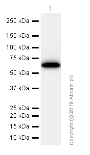 Western blot - Anti-Monoamine Oxidase A/MAO-A antibody [EPR7101] (AB126751)