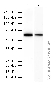Western blot - Anti-Monoamine Oxidase A/MAO-A antibody [EPR7101] (AB126751)
