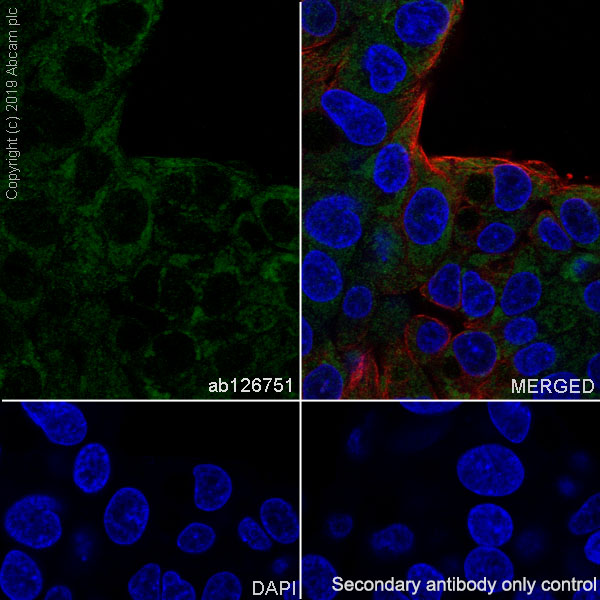 Immunocytochemistry/ Immunofluorescence - Anti-Monoamine Oxidase A/MAO-A antibody [EPR7101] - BSA and Azide free (AB240031), expandable thumbnail