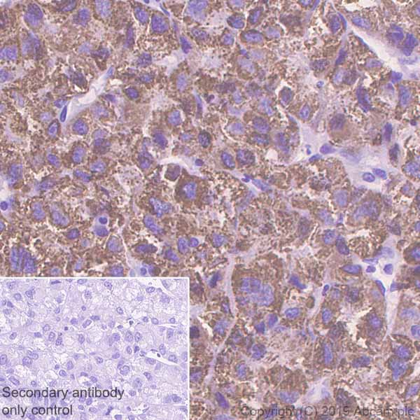 Immunohistochemistry (Formalin/PFA-fixed paraffin-embedded sections) - Anti-Monoamine Oxidase A/MAO-A antibody [EPR7101] - BSA and Azide free (AB240031), expandable thumbnail