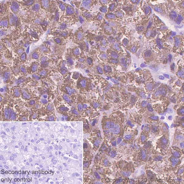 Immunohistochemistry (Formalin/PFA-fixed paraffin-embedded sections) - Anti-Monoamine Oxidase A/MAO-A antibody [EPR7101] - BSA and Azide free (AB240031)